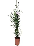 Jazmín Estrella - Jazmín Chino - Jazmín de Chile - Falso Jazmín Planta natural con flor de exterior (Maceta 5 Litros)
