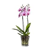 Trend For Home Maceta Redonda para Orquídeas 13.5 cm Cubeta para Flores de Vidrio Transparente Plantador de Flores de Cristal Macetas Decorativas | 1000 ml |  12.5 cm | Orchid