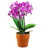 Phalaenopsis Orquídea Fucsia con Maceta de Cerámica DECOALIVE Planta Flores Moradas