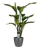 Planta de interior de Botanicly – Ave del Paraíso en maceta antracita como un conjunto – Altura: 75 cm – Strelitzia Nicolai