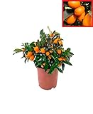 Calamondin- Naranjo enano Chino - Kumkuat Planta Natural (Citrus Fortunella) - (Altura 35 Cm aprox)