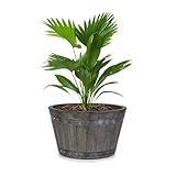 blumfeldt Winegrow - Macetero, Piedra Fibreclay, Interiores/Exteriores, Protección UV, Resistente Intemperie, Protección plagas, Volumen 68 L, Ecológico, 52,5 x 31,5 cm, Aspecto de Madera, Gris