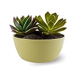 ECOMACETAS FLOWERPOT STORE Maceta Suculentas Grande, Redonda Baja para Plantar Varias Suculentas en una Misma Maceta. De Plástico (1, 20 cm)