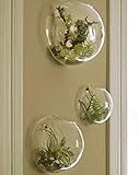 3 X macetas de Pared para Plantas suculentas, Interiores Jardines hogar decoración macetas Colgantes jarrón de Pared contenedor Vertical de Cristal Transparente para Plantas pequeñas Hierbas Cactus