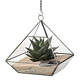 Ultra 15x15x 23.7cm Triangular Vidrio Claro Terrario Jardinera Forma Geométrica Para la Exhibición de Mesa Boda Pieza Central única o Ventanas Las Plantas Aire Helecho Musgo Pequeña Jardín Interior