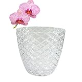 PANDEYA Maceta para orquídeas con platillo, orquídea transparente, diámetro de 15 cm, maceta de orquídeas, maceta de plástico, maceta para orquídeas, maceta de orquídeas, olla autoregada con sistema