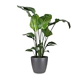 Planta de interior de Botanicly – Ave del Paraíso en maceta antracita como un conjunto – Altura: 100 cm – Strelitzia Nicolai