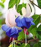 Sale! Flores moradas rosas violetas Flores de fucsia Flores en maceta Plantas Flores de fucsia colgadas 50 Seed / Lot,