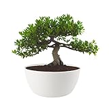 ECOMACETAS FLOWERPOT STORE Maceta Bonsai, Macetas para Bonsais, Cactus, Suculentas, Crasas Redonda Baja de Plástico Blanca (1, 30 cm)