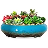 Macetas Suculentas - Macetas de Cerámica Bonsai de 11.5 Pulgadas con Drenaje, Grandes Macetas Poco Profundas para Plantas de Interior, Recipiente Esmaltado para Plantas de Cactus y Flores