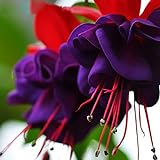 Semillas 120PCS doble púrpura de los pétalos de la flor fucsia semillas en maceta Plantas en maceta Flores fucsias colgantes