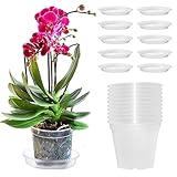 Pizsieat 10 Pieza Maceta Orquidea Transparente Macetas para Orquídeas 11,5cm Tiestos para Orquideas con Agujeros de Drenaje para Balcón Interior y Exterior