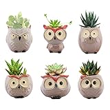 Lewondr 6PZS Macetas Decorativas para Flores y Plantas, 6.4 cm Alta Juego de Tiestos Pequeños de Forma Búho de Cerámica con Drenaje para Suculentas Cactus para Mesa Jardín Oficina, Kit 2