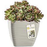 KADAX Maceta con plato, maceta para interiores, maceta ligera de plástico, maceta para flores, plantas, hogar, habitación, maceta (13 cm, cuadrada, gris)