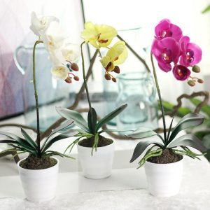 Macetas para Orquídeas